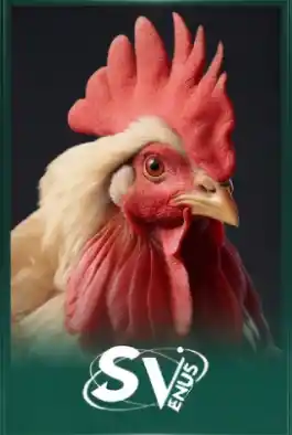 sv enus